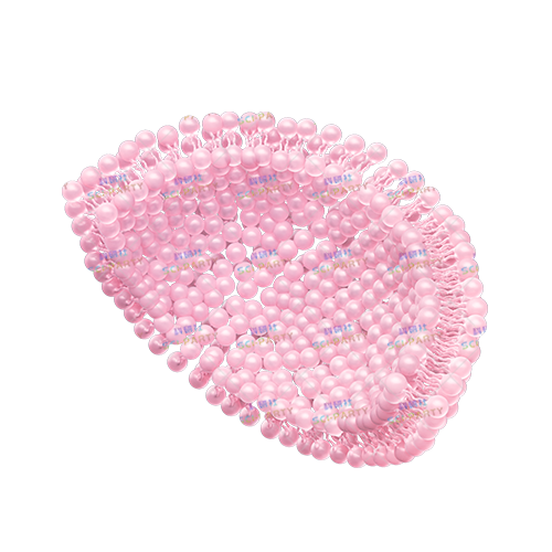 磷脂双分子层剖面