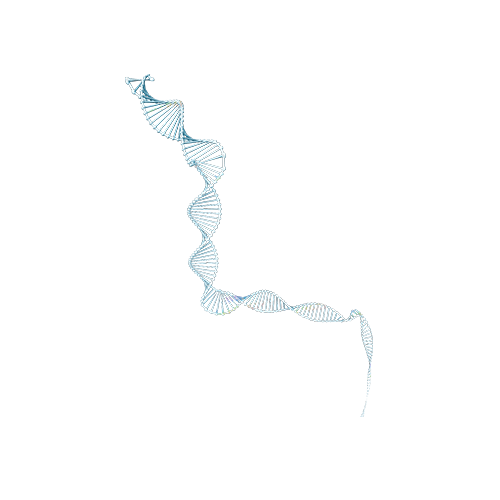 弯曲的DNA